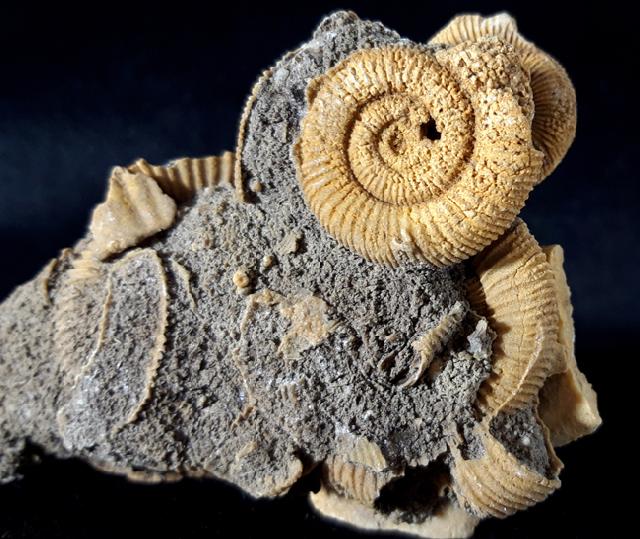 Dactylioceras athleticum (SIMPSON 1855) - Bild © FossNet FossilienStore